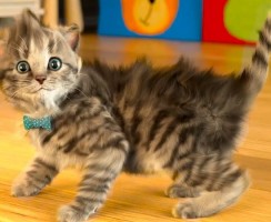 Имена для кошек на русском языке: особенности выбора