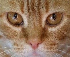 Обзор наиболее распространённых болезней глаз у кошек