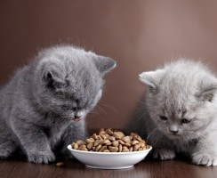 Можно ли кормить котёнка кормом для взрослых кошек