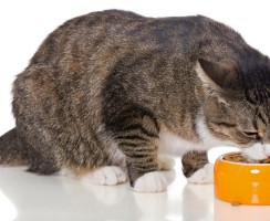 Как отучить кошку от сухого корма: эффективные и работающие способы