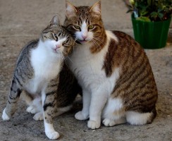 Спаривание кота и кошки: как правильно провести вязку