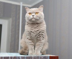 Британская кошка лилового окраса