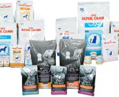 Какой корм лучше: «Проплан» или «Роял Канин»?