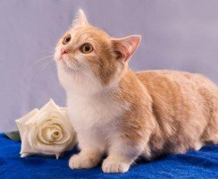 Породы кошек с короткими лапами