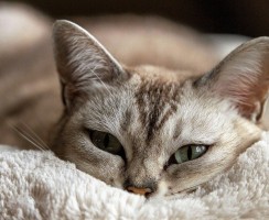 Кастрация и стерилизация: грамотный послеоперационный уход за котом или кошкой