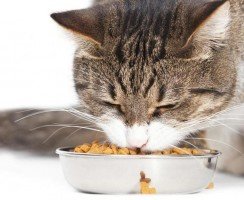 Сколько сухого корма давать кошке в день