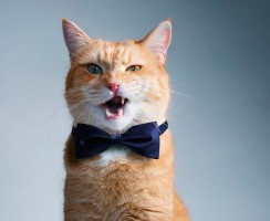 Уход за домашним хищником — чистка зубов у кошки