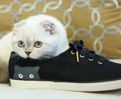 Как избавиться от запаха кошачьей мочи в обуви