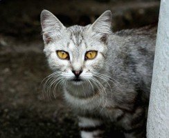 Третье веко у кошки: причины, симптомы и лечение