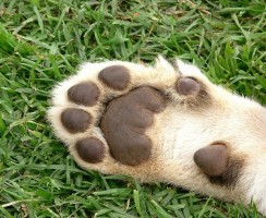 Удаление когтей у кошек: плюсы и минусы операции