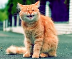 Почему чихает кот: возможные причины и помощь питомцу