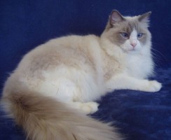 Кот рагамаффин — царственный оборванец