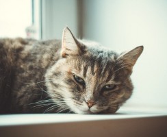 Как пристроить кошку в надёжные руки