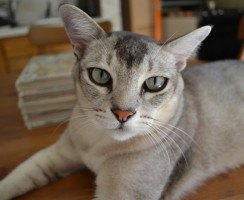 Кошки породы бурмилла — внешний вид, характер и особенности ухода