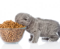 С какого возраста котёнку можно давать сухой корм