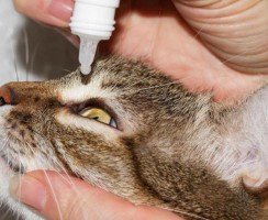 Глазные капли для кошек Ирис: подробности состава и применения