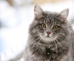 Препарат Лигфол: эффективный корректор иммунитета для кошек