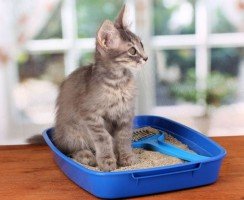 Кантарен для кошек: инструкция по применению