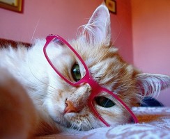 Подборка видео про котов, или Эти милые смешные пушистики