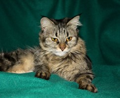 Препарат Флексопрофен: эффективное средство для устранения боли в суставах и жара