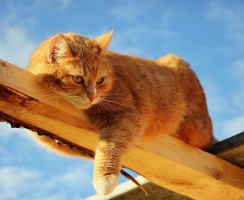 Препарат Витам: профилактика авитаминоза у кошек