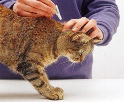 Капли на холку Барс — комплексная защита кошки от эктопаразитов