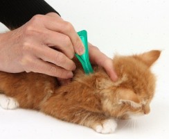 Капли на холку от глистов для кошек