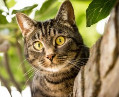 Короткошёрстные породы домашних кошек