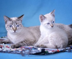 Сколько хромосом у кошек