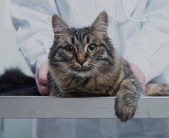 Как организовать питание кошки с больными суставами