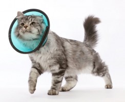 Травматин для кошек: как правильно применять препарат