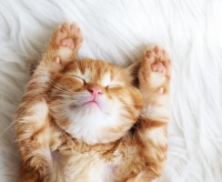 Препарат Фиприст для кошек: помощь в борьбе с кровососущими паразитами