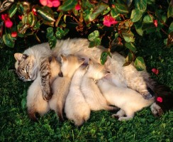 Особенности питания кормящих кошек