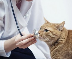 Ветеринарные (лечебные) корма для кошек