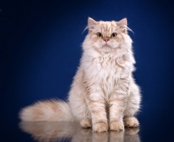 Британская длинношёрстная кошка