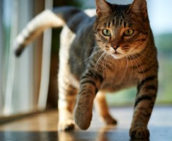 Убийца глистов: Дронтал для котов