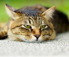 Глазные капли для кошек