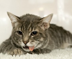 Серения: противорвотное средство для кошек