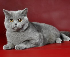 Серые кошки: воплощение стиля и элегантности