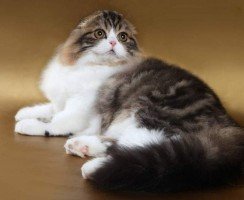 Хайленд-фолд: совёнок кошачьего мира