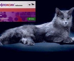 Марфлоксин для кошек