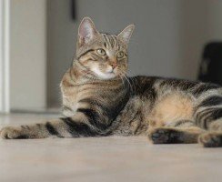 Всё о европейской короткошёрстной кошке