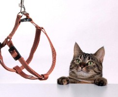 Как сделать амуницию для кошки своими руками