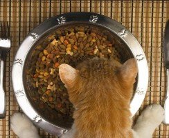 Обзор популярных производителей готовых кормов для кошек