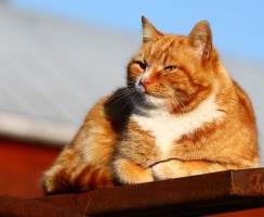 Препарат Метастоп: помощь при новообразованиях у кошек