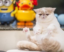 Snoopy-cat: плюшевый мурлыка, покоривший интернет