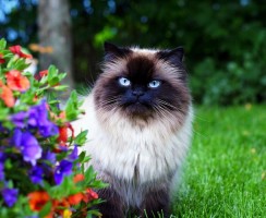 Гималайская кошка: порода, никогда не жившая в горах