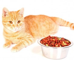 Ветеринарные корма для кошек: особенности и разновидности