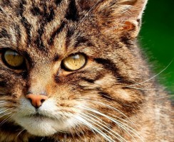 Кто такая лесная европейская кошка