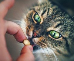 Тронцил-К для кошек: антигельминтная защита питомца
